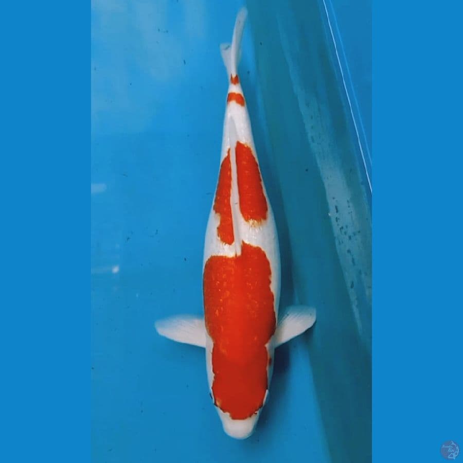 Kohaku 45cm
