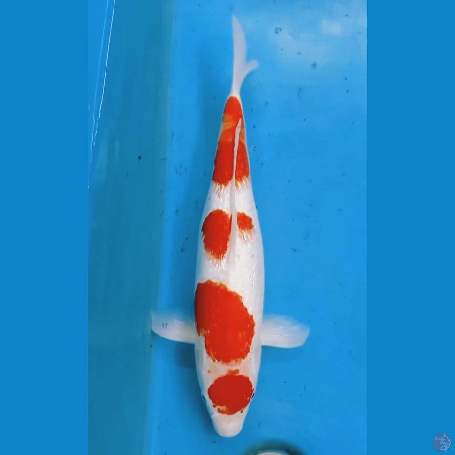 Kohaku Maruten 41cm