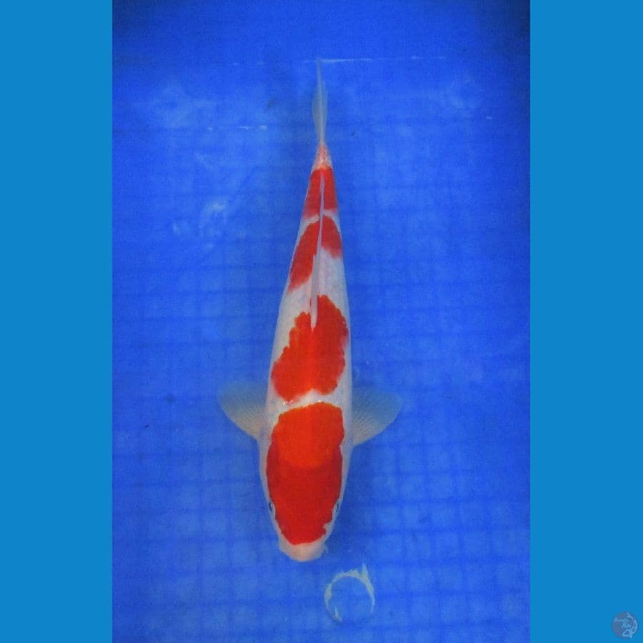 KOHAKU ±29CM