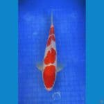 KOHAKU ±29CM