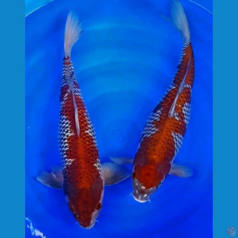 65cm ochiba sigure sq 