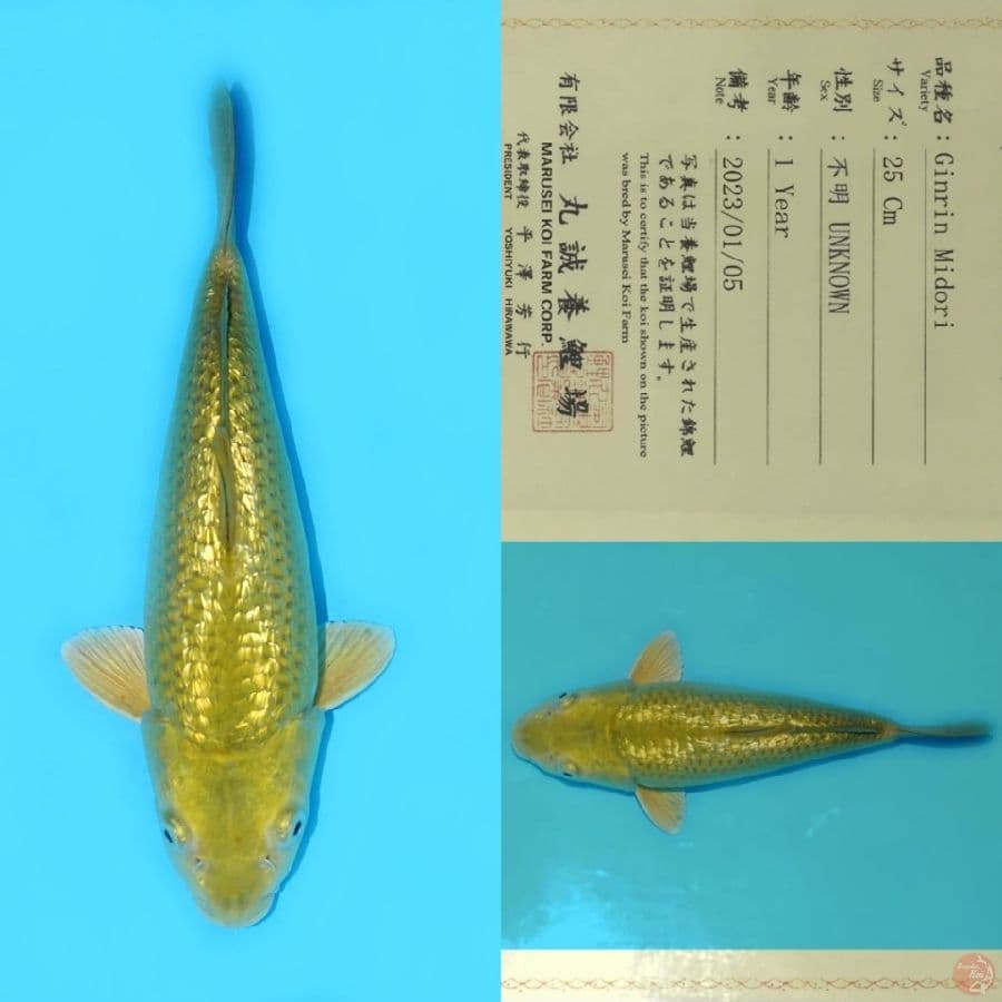 MARUSEI MIDORI GINRIN 33CM SQ