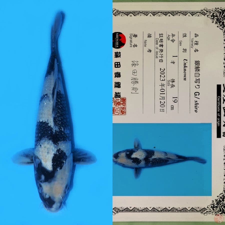 SHINODA SHIRO GINRIN SQ 33CM