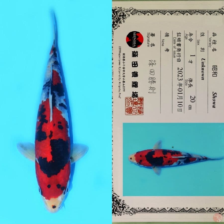 SHINODA SHOWA SANSHOKU HQ 33CM