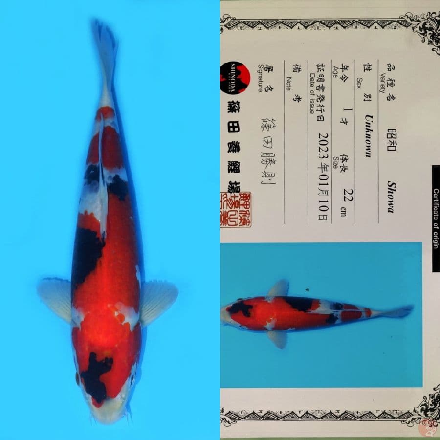 SHINODA SHOWA SANSHOKU HQ 35CM