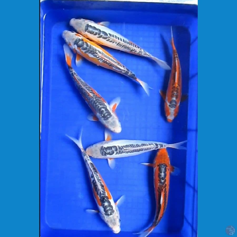 Paket Shusui 7 Ekor