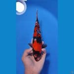 SHOWA 25CM - MALE