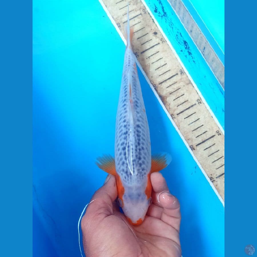 Asagi 27cm