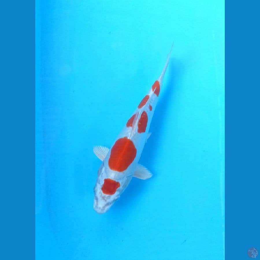 Kikushui 23cm