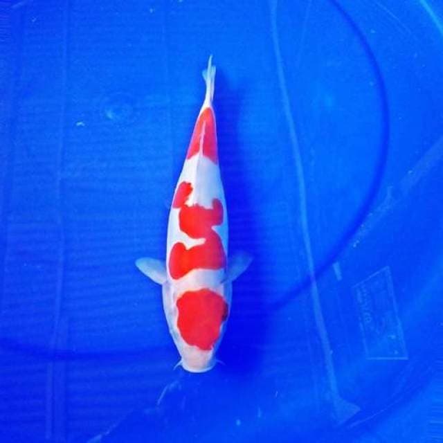 Maruten kohaku Superman doitsu 26cm