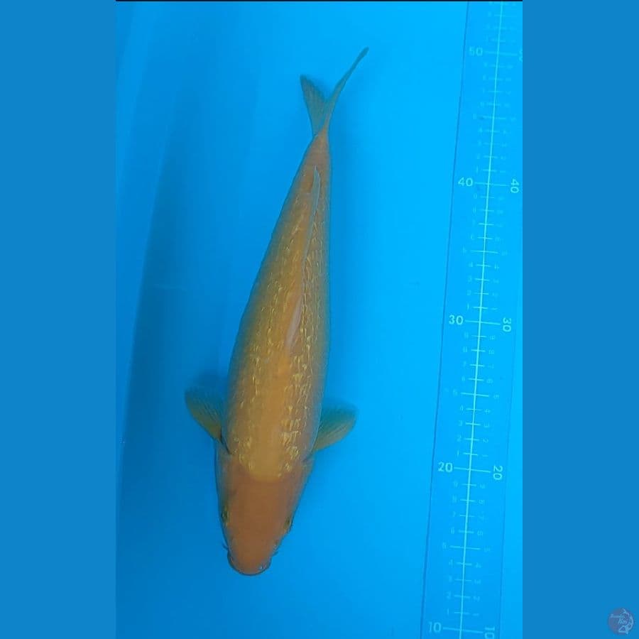 karashi ginrin full 36 cm