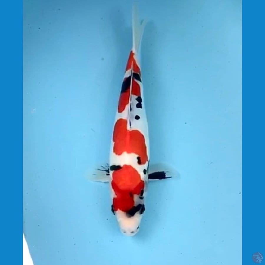showa doitsu 30cm