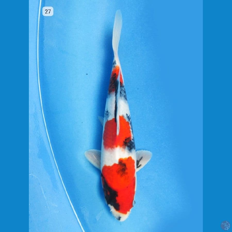 27cm - Showa Jantan SQ