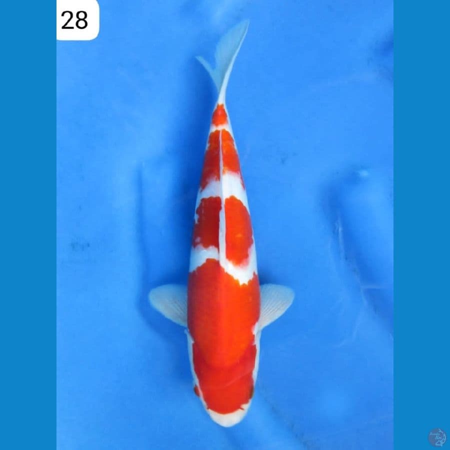 28cm - Kohaku Jantan HQ