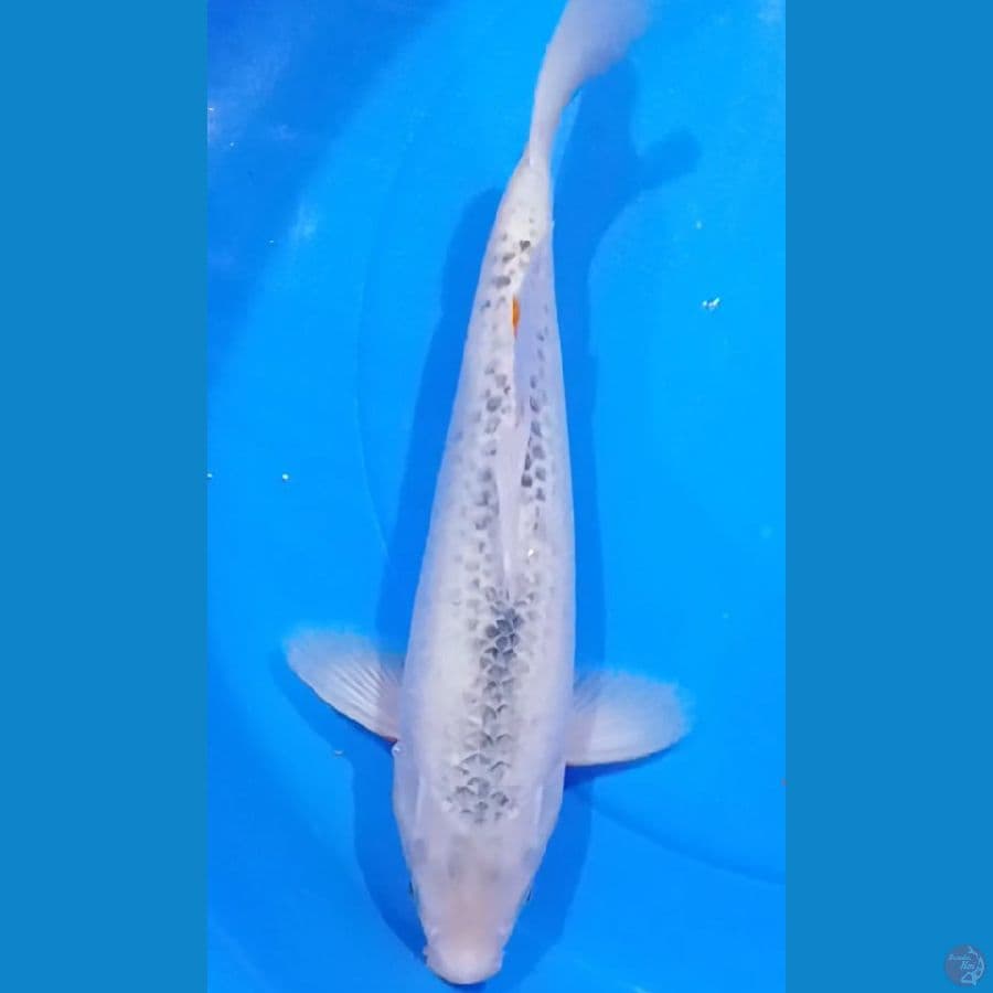 Yuki Asagi Male 40 BU 