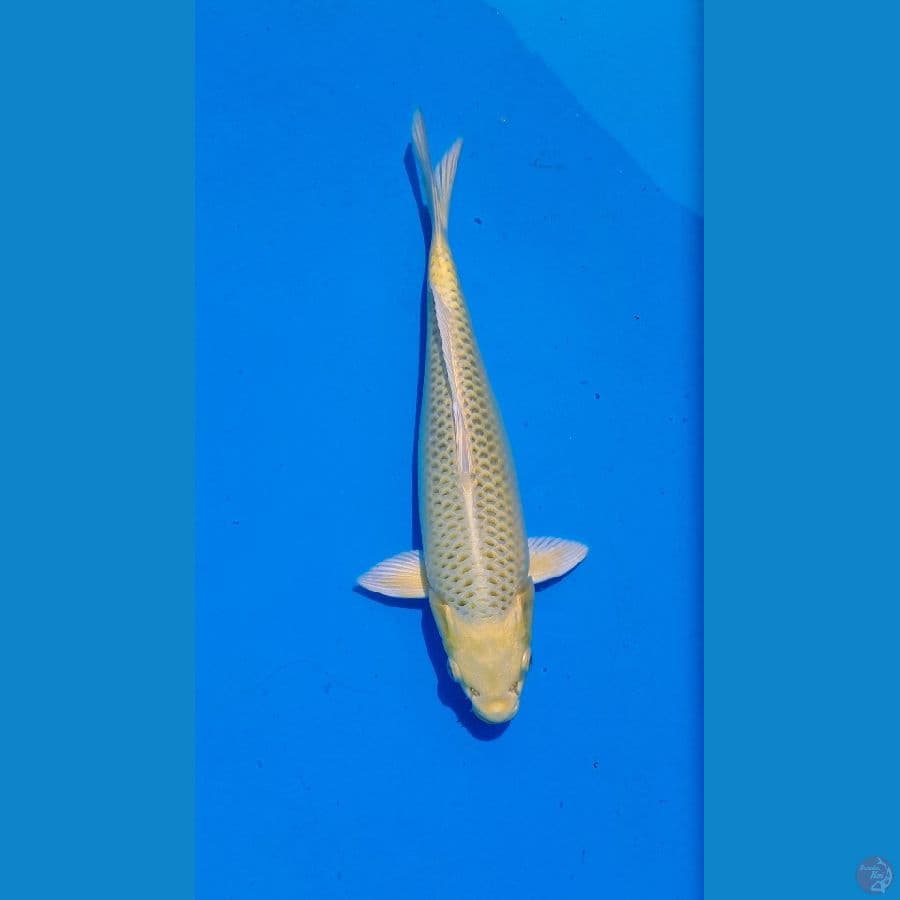 Kin Matsuba 25cm