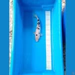 Good Skin Bekko 30cm 