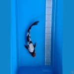 Tancho Showa 35Cm Male