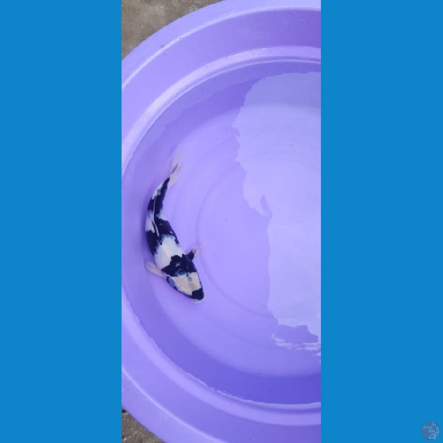 shiro ..female 30 cm