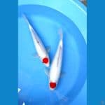 tanco kohaku 31-34cm