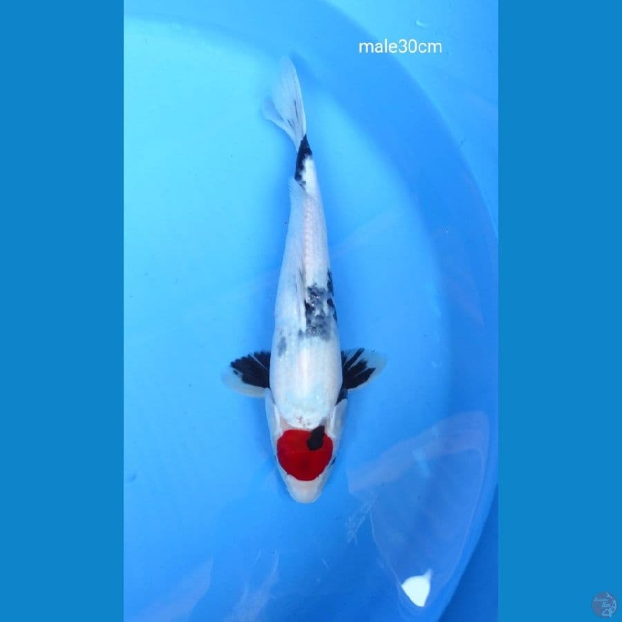 tanco showa tategoi 30cm