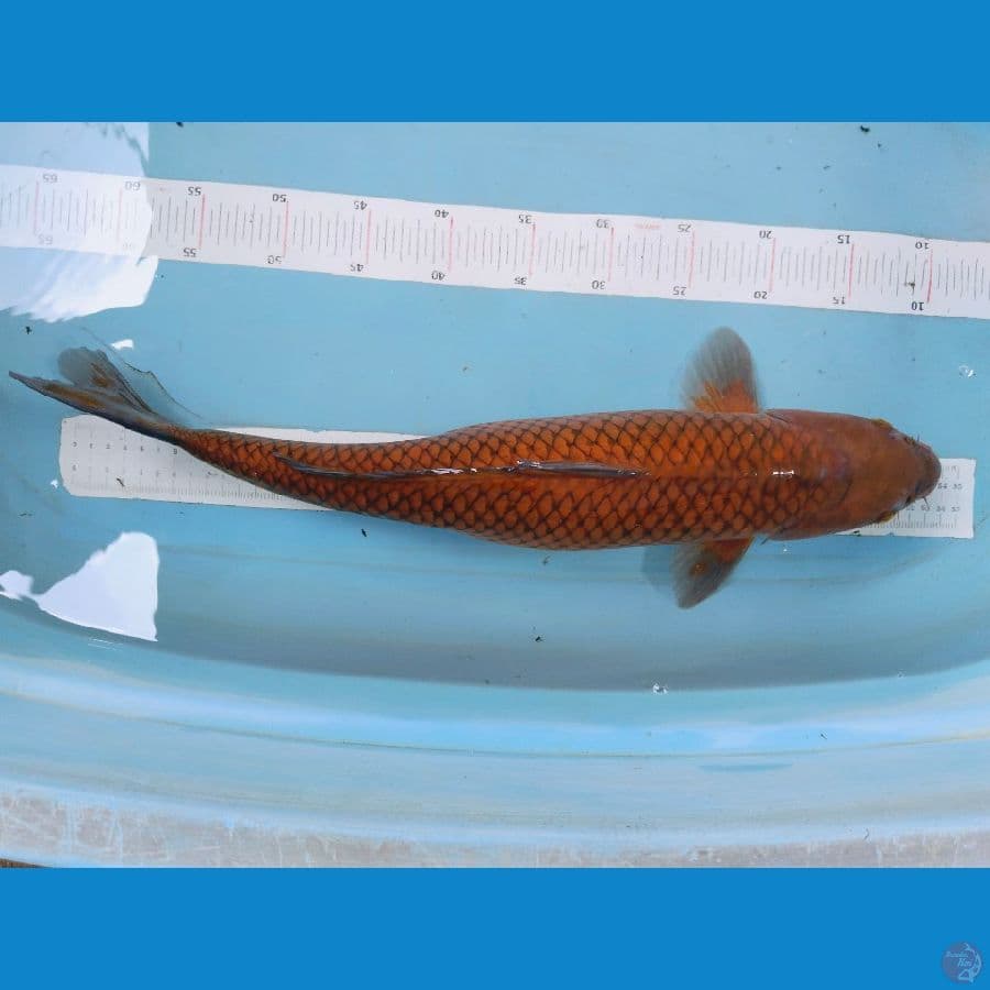 chagoi 55cm