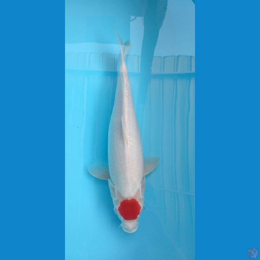 Tancho Original 40cm