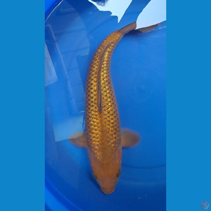 Chagoi Ginrin 42cm SQ