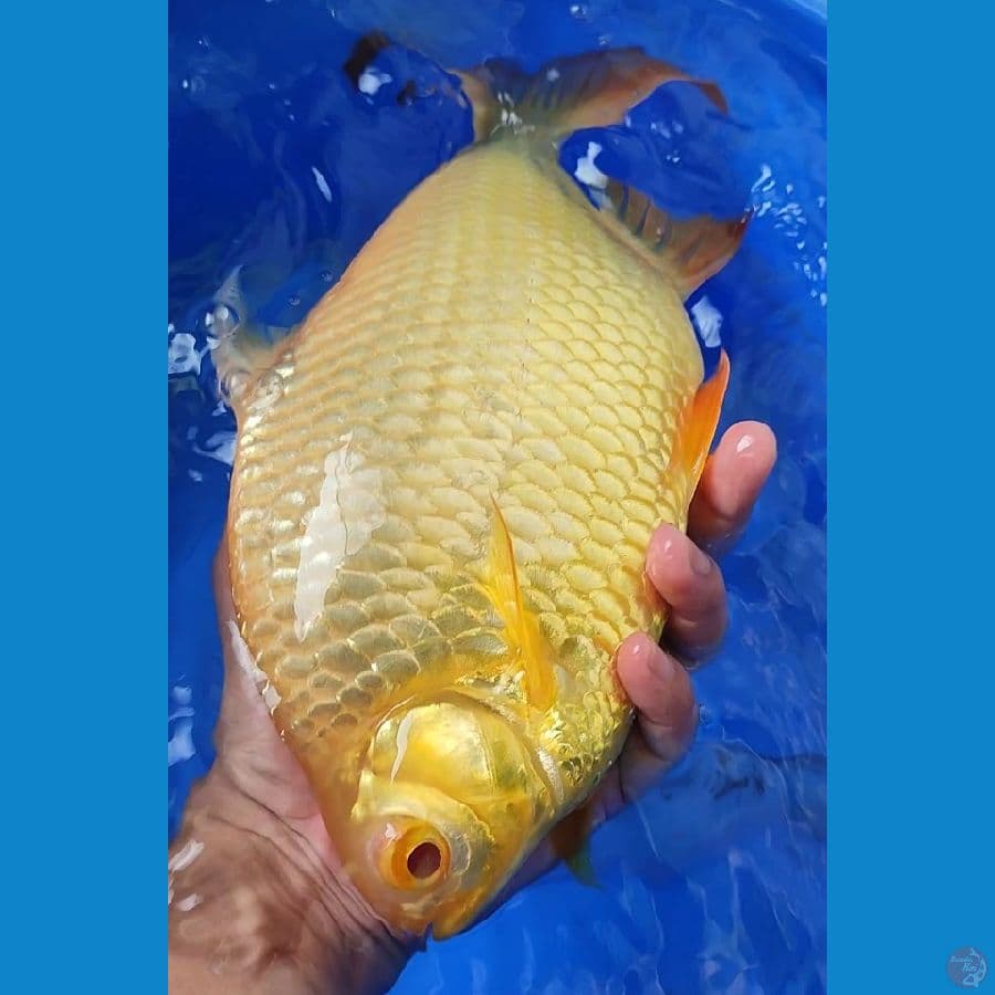 JUMBO KAVIAT SUPER
