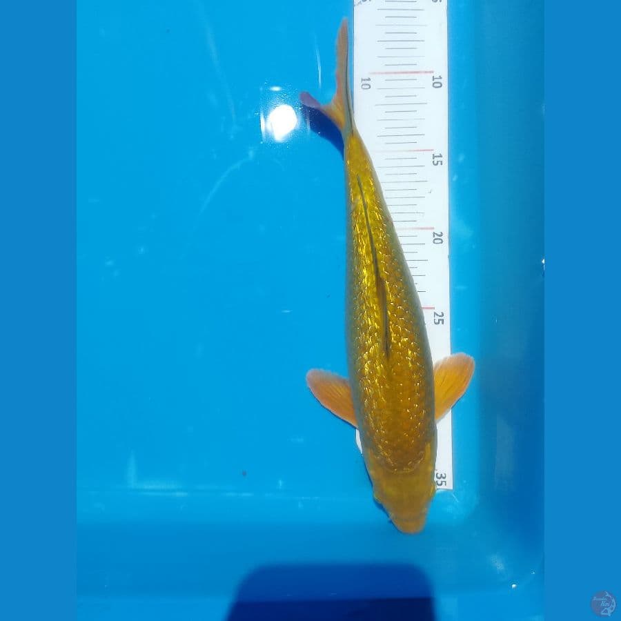 midori 30 bu . male bodiy tebal