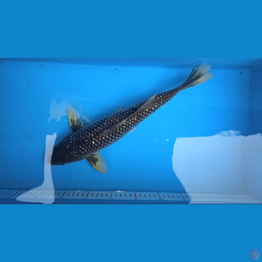 matsukawabake gindrin 40 cm Male