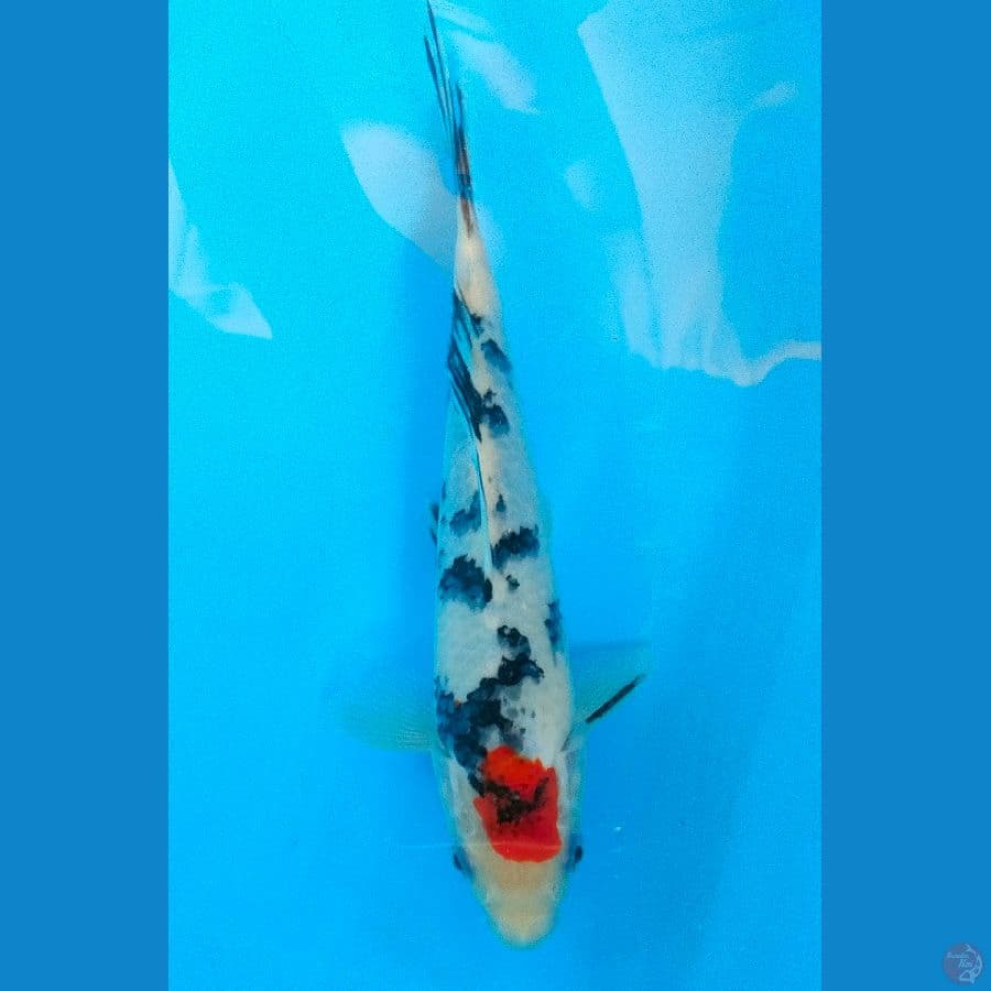 TANCHO SHOWA (22CM)