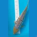 Ochiba Aragoke 45 cm