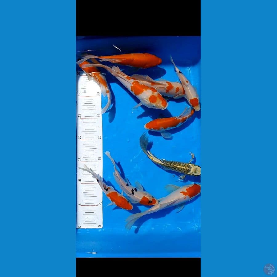 kumpaiy 10 ekor 10 19 cm