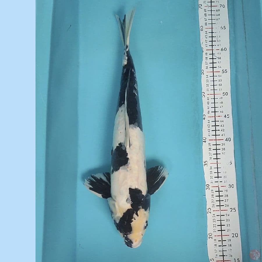 shiro doit aragoke 49cm/male