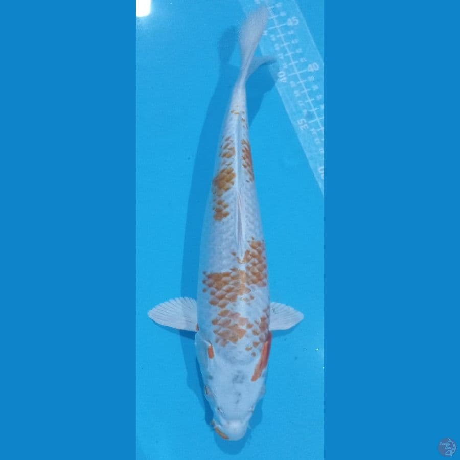 KANOKO HARIWAKE
