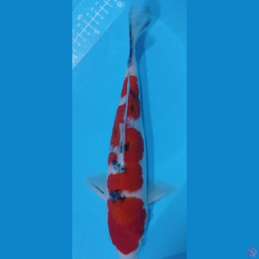 INAZUMA BODY BIMA