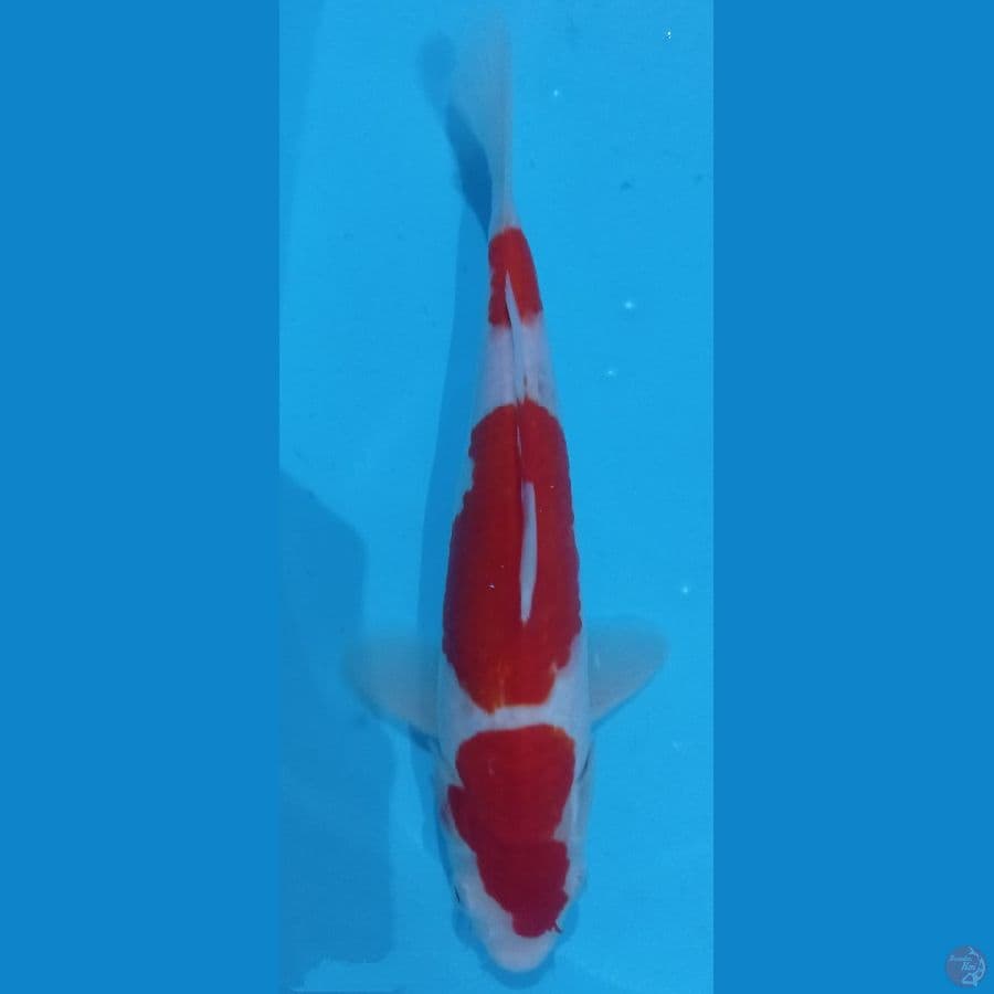 KOHAKU RED