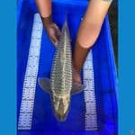 jantan 55 cm ogon