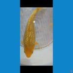 caramel ginrin punuk bulky 20 cm