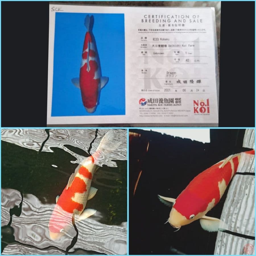 Kohaku 55cm