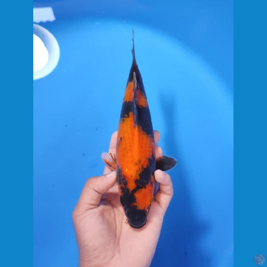 UTSURI 25CM - FEEMALE 