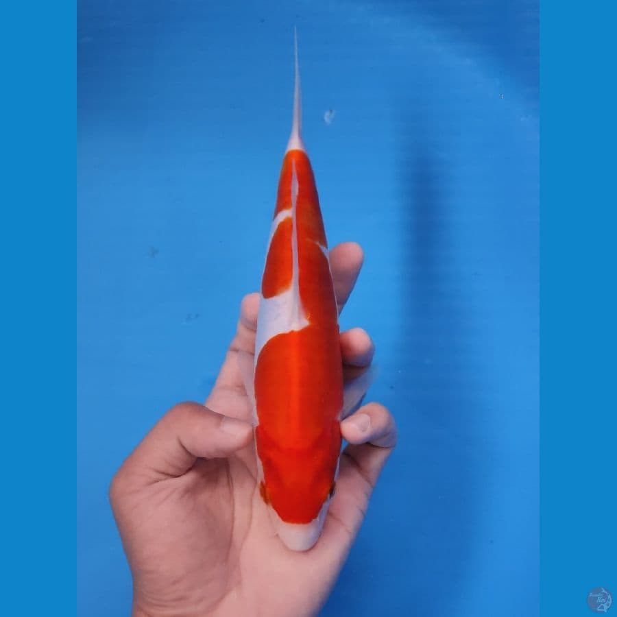 KOHAKU ORI 24CM - FEEMALE