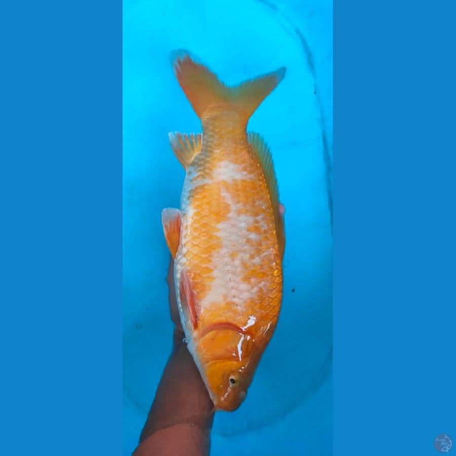 KOYO female 40cm