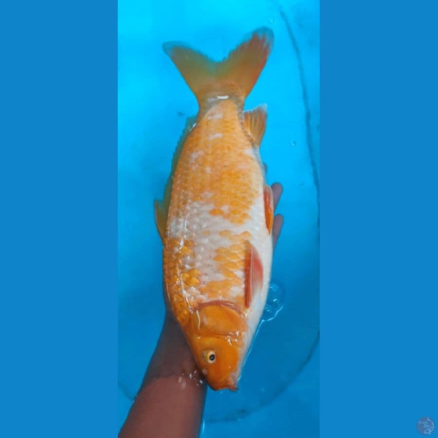 KOYO female 40cm