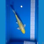 Yamabuki Ogon 30cm