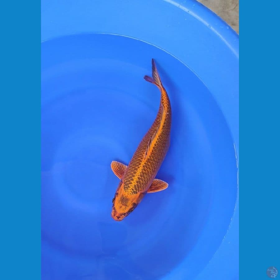 Gold Mukashi 42cm Betina