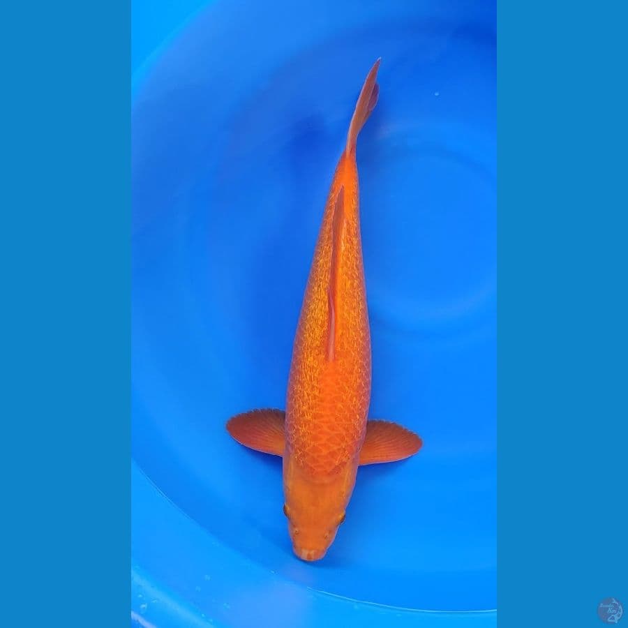 Ginrin Red Karashi Corn 42cm Jantan