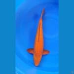 Ginrin Red Karashi Corn 42cm Jantan