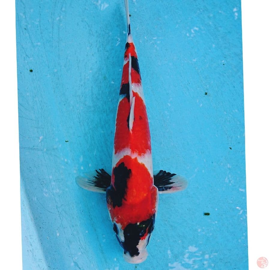 SHOWA 38 CM